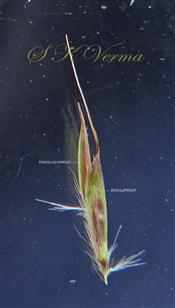  Heteromorphc Spikelet pair